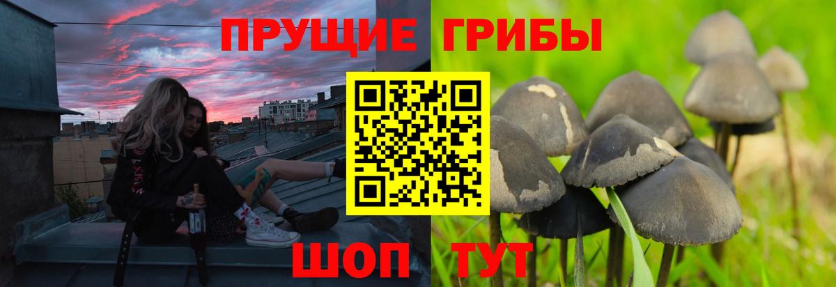 Псилоцибиновые грибы Psilocybine cubensis Сибай